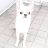 チワワ(スムース)