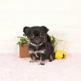 チワワ(ロング)