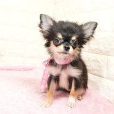 チワワ(ロング)