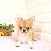 チワワ(ロング)