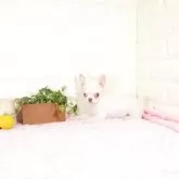 チワワ(ロング)
