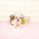 チワワ(スムース)