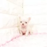 チワワ(ロング)