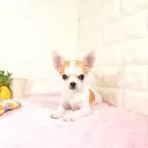 チワワ(スムース)
