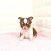 チワワ(ロング)