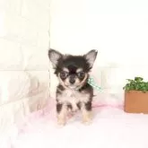 チワワ(ロング)