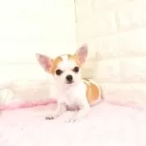 チワワ(スムース)