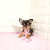 チワワ(ロング)