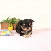 チワワ(ロング)