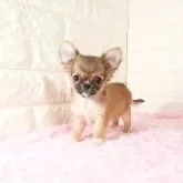 チワワ(ロング)