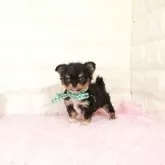 チワワ(ロング)