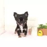 チワワ(ロング)