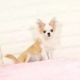 チワワ(ロング)