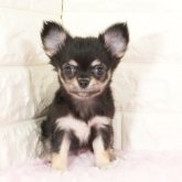 チワワ(ロング)