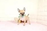 チワワ(ロング)【愛知県・男の子・2025年7月19日・フォーン】の写真2