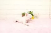 チワワ(スムース)【愛知県・女の子・2025年4月10日・クリーム】の写真3