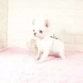 チワワ(ロング)【愛知県・女の子・2025年4月11日・クリームホワイト】の写真4