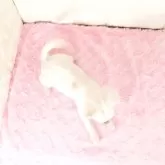 チワワ(ロング)【愛知県・女の子・2025年4月11日・クリームホワイト】の写真5