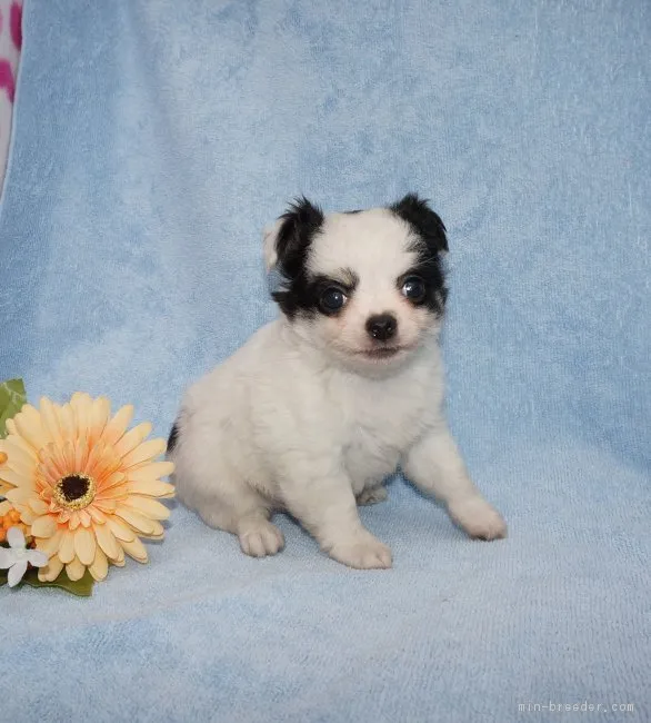 ID:1705-00484の子犬