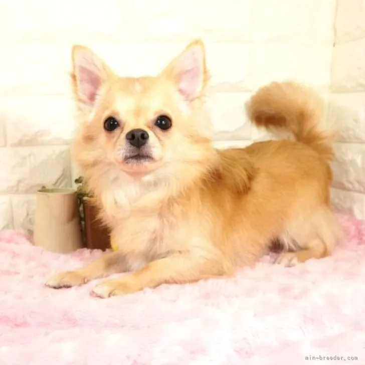 ID:2301-02410の子犬