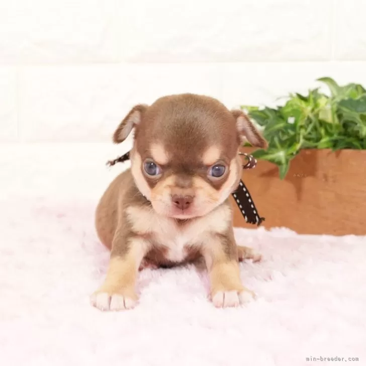 ID：2404-00730の子犬