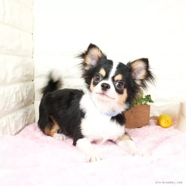 ID:2401-03512の子犬