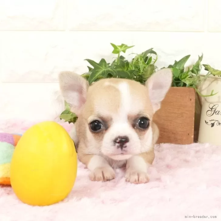 ID:2410-01262の子犬
