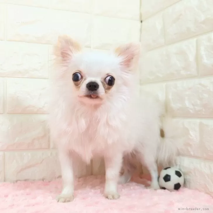 ID:2309-00983の子犬