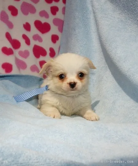 ID:1604-00305の子犬