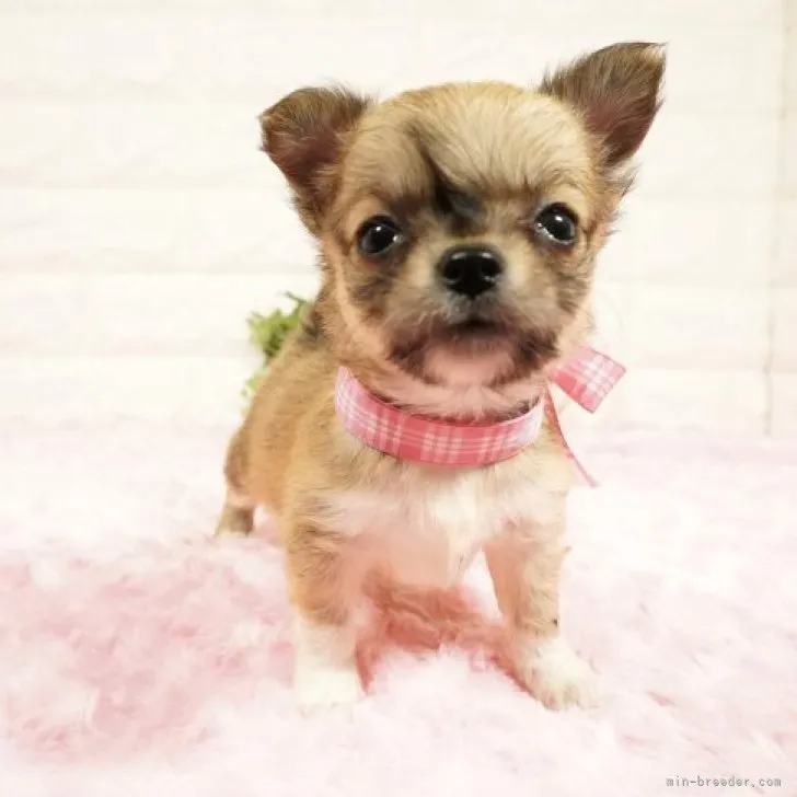 ID:2305-00534の子犬