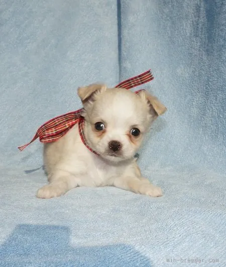 ID：1512-01160の子犬