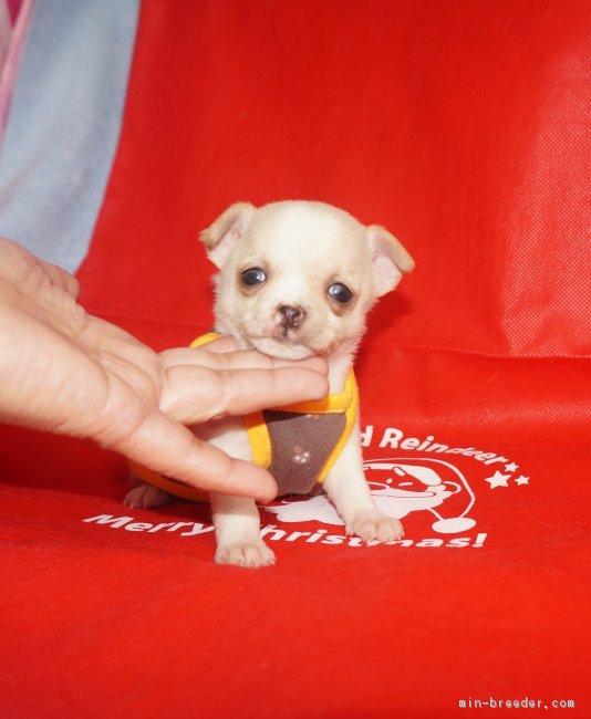 ID:1612-00888の子犬