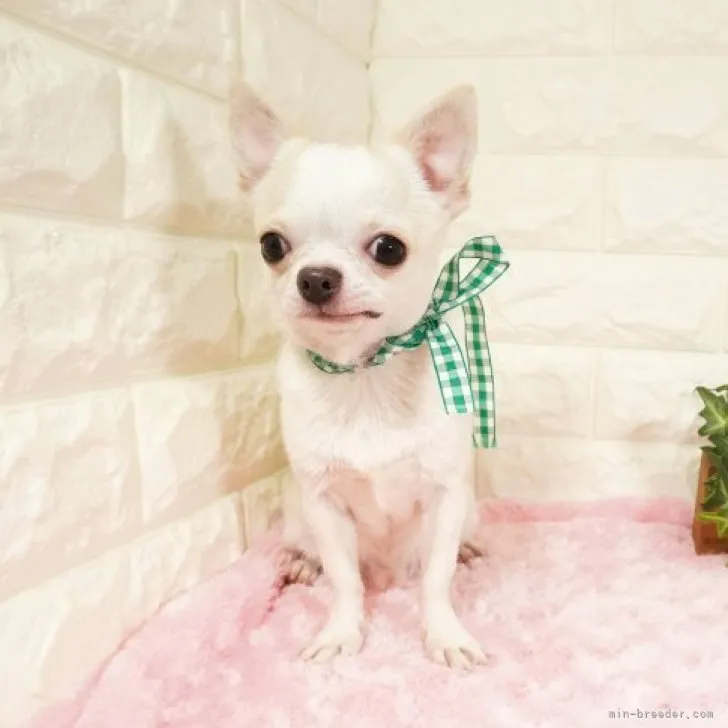 ID:2306-02713の子犬
