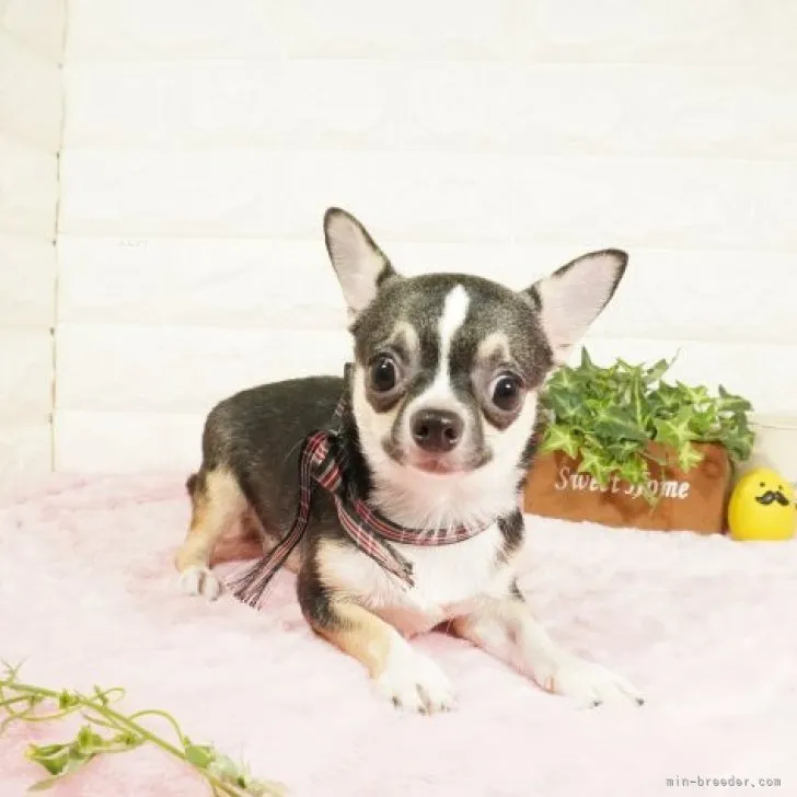 ID:2306-02715の子犬