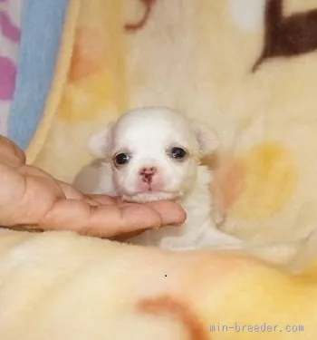 ID:1507-00549の子犬