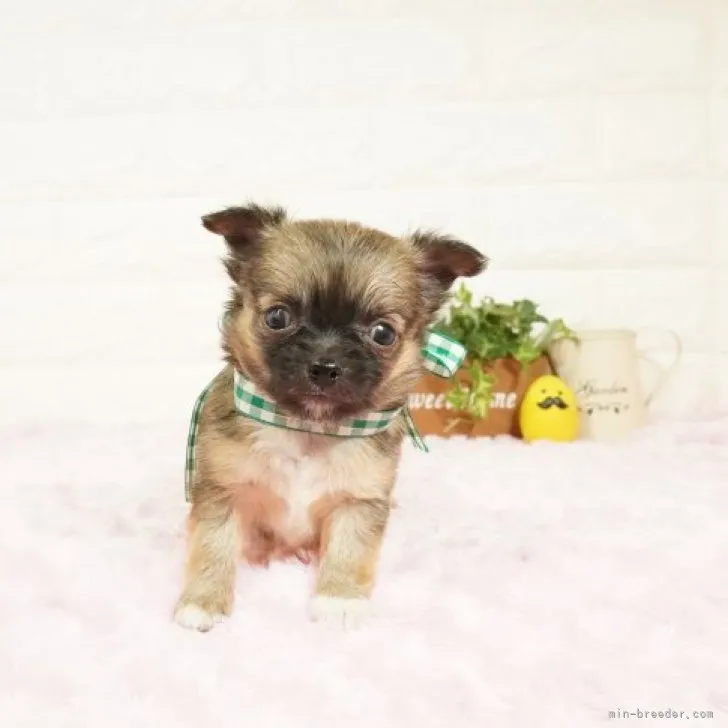 ID:2305-00531の子犬