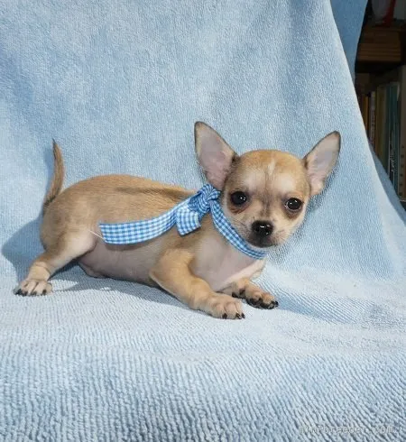 ID:1601-01563の子犬