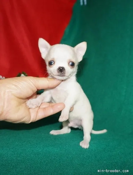 ID:1512-01124の子犬