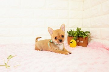 チワワ(スムース)【愛知県・男の子・2021年11月8日・レッドホワイト】の写真「甘えん坊の男の子(^-^)ﾊﾟﾊﾟアメリカチャンピ」