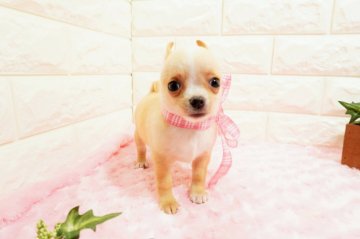 チワワ(スムース)【愛知県・女の子・2021年10月15日・クリームホワイト】の写真「甘えん坊の女の子(^-^)パパGアメリカチャンピオ」