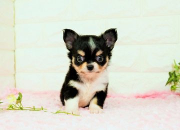 チワワ(ロング)【愛知県・女の子・2021年9月4日・ブラックタンホワイト】の写真「鼻ぺちゃで可愛いお顔！！」