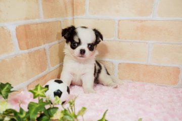 チワワ(ロング)【愛知県・男の子・2021年5月19日・ホワイトブラックタン】の写真「甘えん坊の男の子です(^-^)パパ∶チャンピオン」