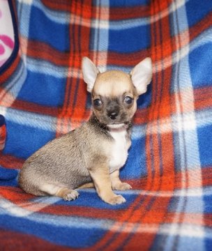 チワワ(スムース)【愛知県・女の子・2015年4月23日・フォーン】の写真「きれいなヘッドのスムースらしいお顔　小ぶりサイズ」