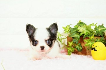 チワワ(ロング)【愛知県・男の子・2021年9月16日・ホワイトブラック】の写真「甘えん坊の男の子です(^-^)」