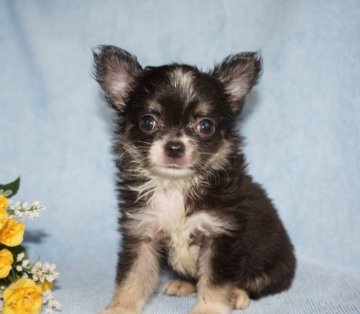 チワワ(ロング)【愛知県・男の子・2015年8月8日・ブラックタンホワイト】の写真「かわいいお顔の男の子」