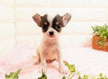 チワワ(スムース)【愛知県・男の子・2021年10月18日・ホワイトブラックタン】の写真「優しい性格の男の子です(^-^)」