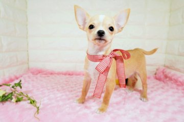 チワワ(スムース)【愛知県・女の子・2021年4月21日・クリーム】の写真「優しい性格の女の子です💕パパ∶JKCチャンピオン」