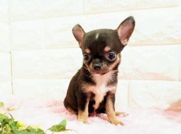 チワワ(スムース)【愛知県・男の子・2021年10月18日・ブラックタンホワイト】の写真「おっとりした性格の男の子(^-^)パパチャンピオン」