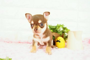 チワワ(スムース)【愛知県・女の子・2021年12月31日・チョコタン】の写真「人懐こい性格の女の子です(^-^)」