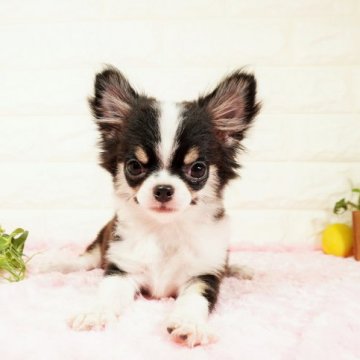 チワワ(ロング)【愛知県・女の子・2022年1月20日・ブラックタンホワイト】の写真「とっても可愛いお顔の女の子です(^-^)」